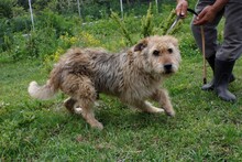 TAMBRINO, Hund, Briard-Mix in Rumänien - Bild 3