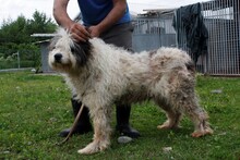 WYNIA, Hund, Bobtail-Briard-Mix in Rumänien - Bild 2