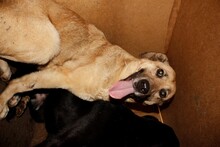 BALLARI, Hund, Labrador-Mix in Rumänien - Bild 1