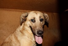 BALLARI, Hund, Labrador-Mix in Rumänien - Bild 2