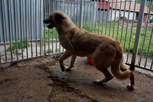 BALLARI, Hund, Labrador-Mix in Rumänien - Bild 3