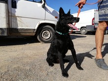 TALTOS, Hund, Mischlingshund in Ungarn - Bild 1