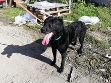 TALTOS, Hund, Mischlingshund in Ungarn - Bild 12