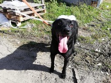 TALTOS, Hund, Mischlingshund in Ungarn - Bild 4