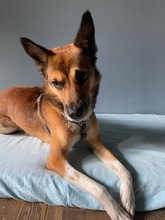 LINUS, Hund, Mischlingshund in Heinsberg - Bild 1