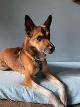 LINUS, Hund, Mischlingshund in Heinsberg - Bild 2