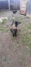 BARIS, Hund, Mischlingshund in Slowakische Republik - Bild 3