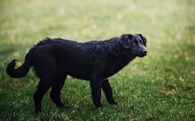 JUNO, Hund, Mischlingshund in Slowakische Republik - Bild 2