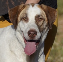 VERA, Hund, Mischlingshund in Asbach - Bild 1