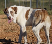VERA, Hund, Mischlingshund in Asbach - Bild 3