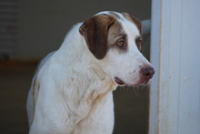 VERA, Hund, Mischlingshund in Asbach - Bild 4