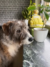 NALA, Hund, Mischlingshund in Nettetal