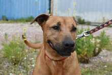 LIVERPOOL, Hund, Mischlingshund in Spanien - Bild 1