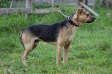 TENOR, Hund, Mischlingshund in Bad Wünnenberg - Bild 5