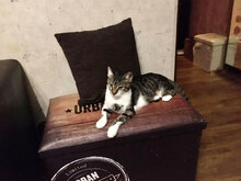 JACKLIN, Katze, Hauskatze in Bulgarien - Bild 4