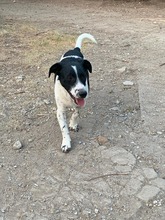 OTTO, Hund, Kokoni-Welsh Corgi-Mix in Griechenland - Bild 2