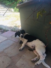 OTTO, Hund, Kokoni-Welsh Corgi-Mix in Griechenland - Bild 4