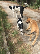 OTTO, Hund, Kokoni-Welsh Corgi-Mix in Griechenland - Bild 8