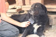 BLACKJACK, Hund, Mischlingshund in Aerzen - Bild 1