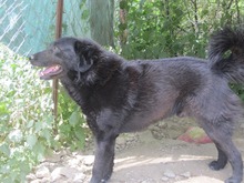 BLACKJACK, Hund, Mischlingshund in Aerzen - Bild 10