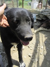 BLACKJACK, Hund, Mischlingshund in Aerzen - Bild 12