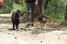 BLACKJACK, Hund, Mischlingshund in Aerzen - Bild 2
