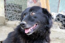 BLACKJACK, Hund, Mischlingshund in Aerzen - Bild 4
