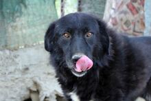 BLACKJACK, Hund, Mischlingshund in Aerzen - Bild 5