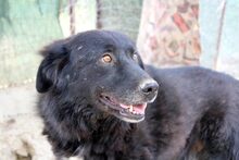 BLACKJACK, Hund, Mischlingshund in Aerzen - Bild 6
