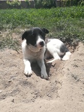 JOHNNIE, Hund, Mischlingshund in Bulgarien - Bild 2