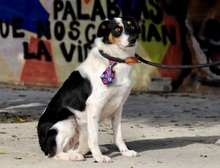 BLUES, Hund, Bodeguero Andaluz-Mix in Spanien - Bild 4