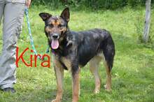 KIRA, Hund, Mischlingshund in Rumänien - Bild 1