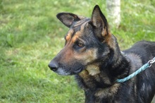 KIRA, Hund, Mischlingshund in Rumänien - Bild 11
