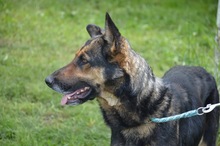 KIRA, Hund, Mischlingshund in Rumänien - Bild 12