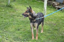 KIRA, Hund, Mischlingshund in Rumänien - Bild 13