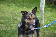 KIRA, Hund, Mischlingshund in Rumänien - Bild 14