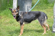 KIRA, Hund, Mischlingshund in Rumänien - Bild 15