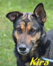 KIRA, Hund, Mischlingshund in Rumänien - Bild 16