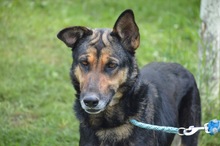 KIRA, Hund, Mischlingshund in Rumänien - Bild 17