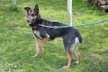 KIRA, Hund, Mischlingshund in Rumänien - Bild 3