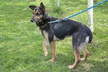 KIRA, Hund, Mischlingshund in Rumänien - Bild 4
