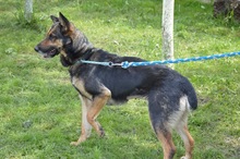 KIRA, Hund, Mischlingshund in Rumänien - Bild 7