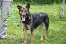 KIRA, Hund, Mischlingshund in Rumänien - Bild 9