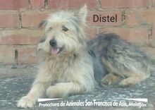 DISTEL, Hund, Carea Leonés-Mix in Spanien - Bild 9