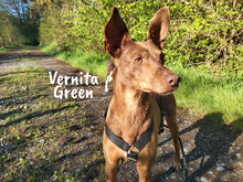 VERNITA, Hund, Podenco in Spanien - Bild 3