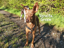 VERNITA, Hund, Podenco in Spanien - Bild 8