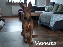 VERNITAGREEN, Hund, Podenco in Pleckhausen - Bild 20