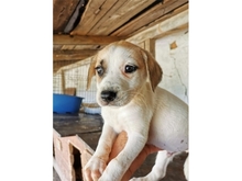 GEORG, Hund, Mischlingshund in Rumänien - Bild 1