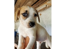 GEORG, Hund, Mischlingshund in Rumänien - Bild 2