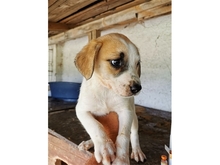 GEORG, Hund, Mischlingshund in Rumänien - Bild 3